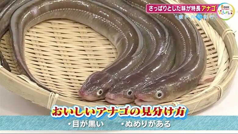 おいしいアナゴの見分け方