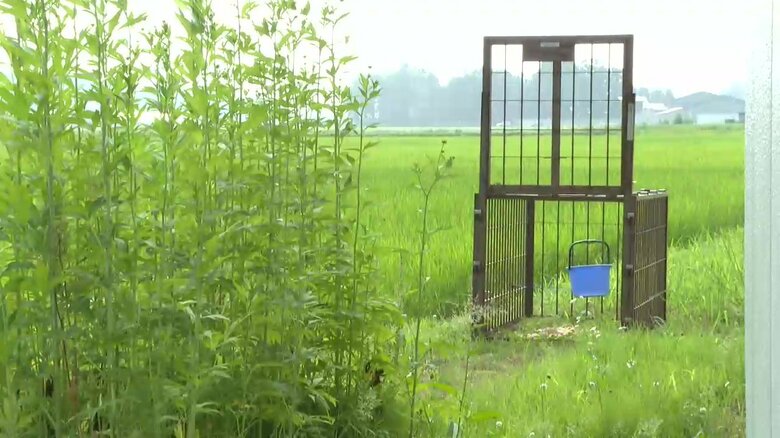 クマ捕獲用のわな