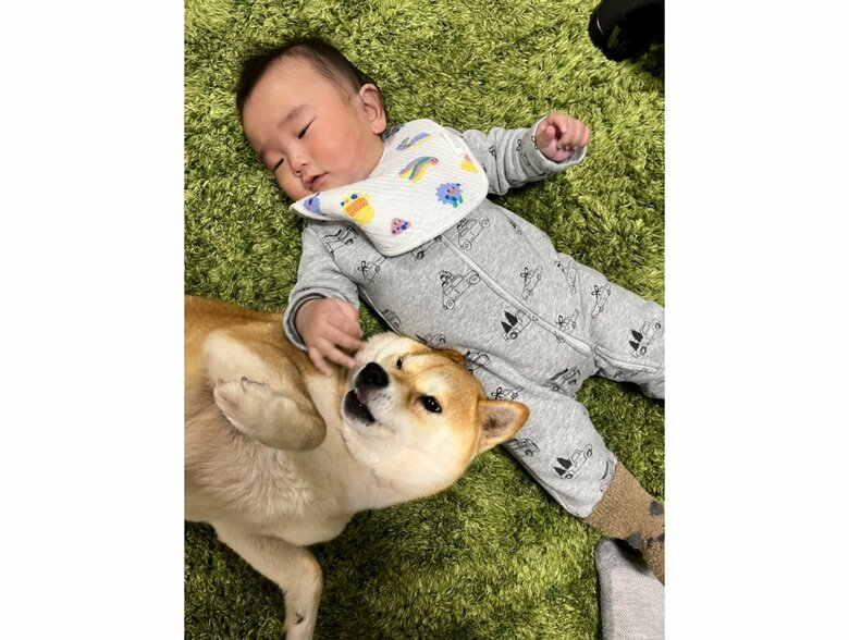 提供：柴犬こちゃんさん