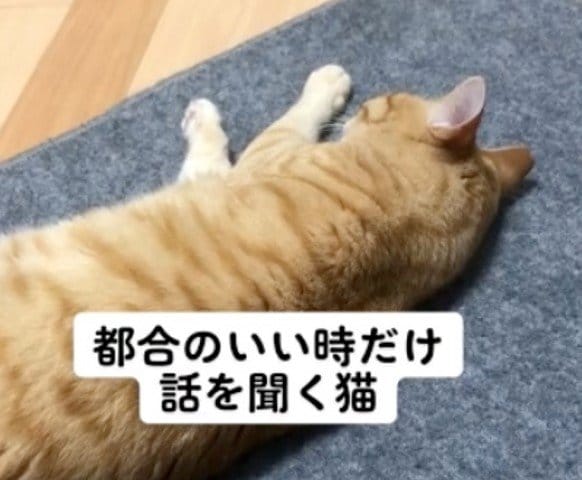 提供：あずきなこさん