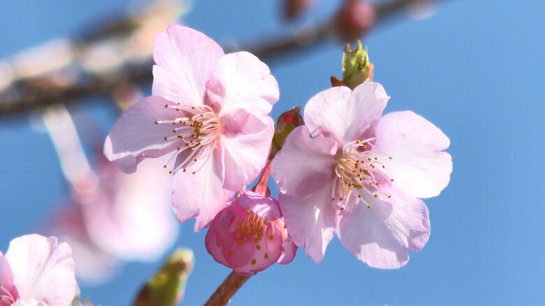 春の訪れを告げるカワヅザクラ