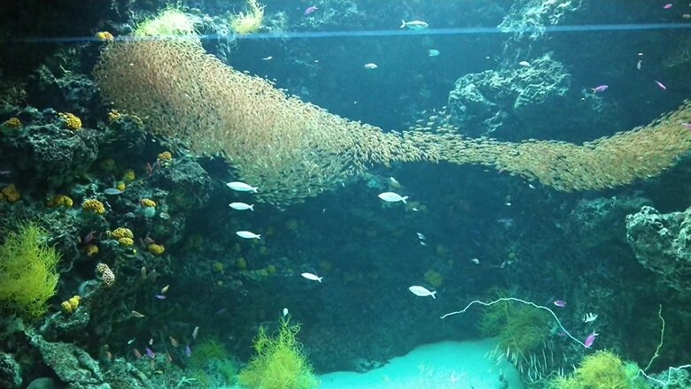 分裂しそうな時も…（提供：アクアマリンふくしま）