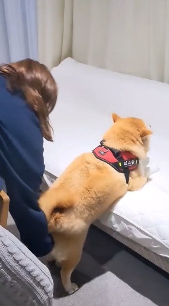 提供：natsumi.nnnさん