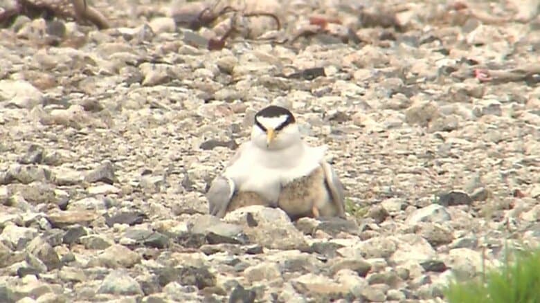 子育て中のコアジサシ