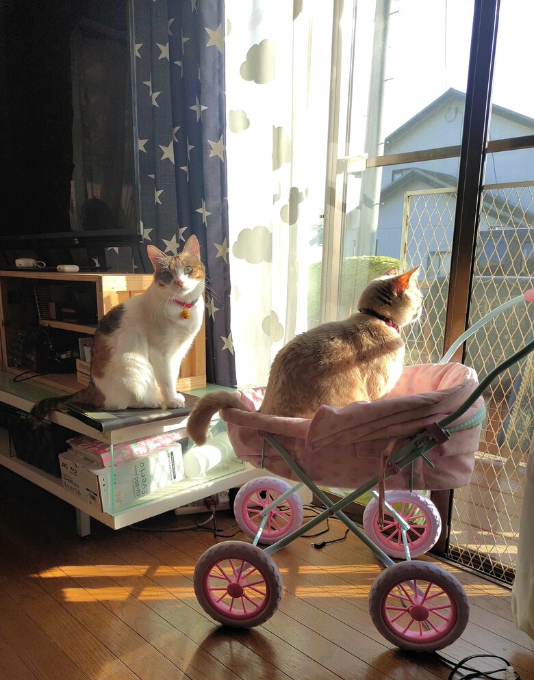 提供：nyaokoさん