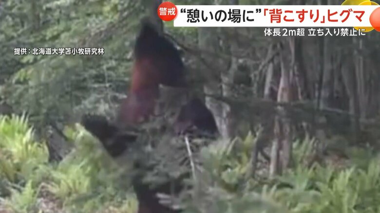 12秒ほどの動画にはヒグマが「背こすり」する様子が