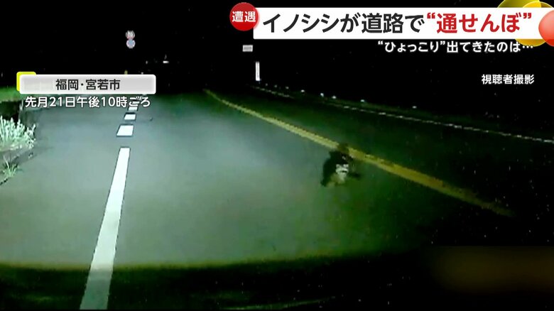 車のライトの前にひょこっと出てきていた2匹のアライグマ（7月21日午後10時頃、福岡・宮若市）
