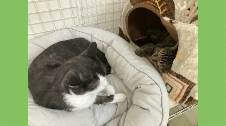 数日で打ち解けた2匹