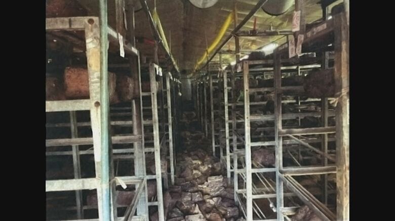 浸水被害を受けた栽培施設