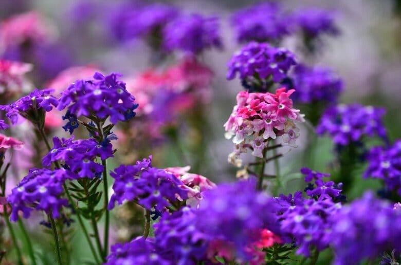 バーベナ（イメージ）