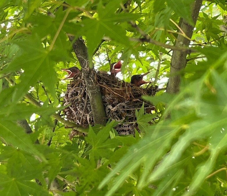 巣には3羽のヒナ