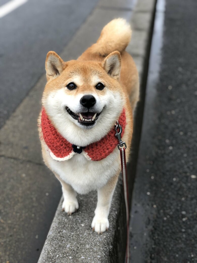 画像提供：柴犬ハナさん