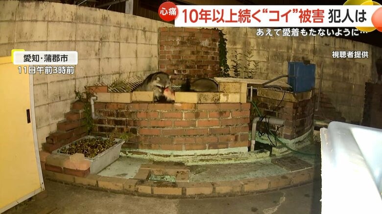 アライグマがコイを咥えて去っていく一部始終①