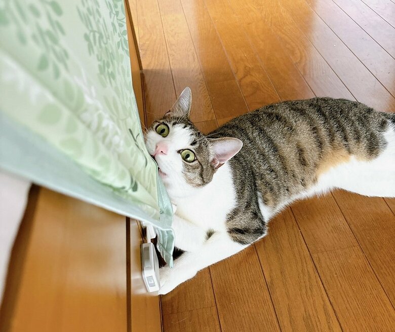 布団を剥ぎ取って起こそうとしている琥珀くん（投稿画像の日とは別日に撮影）