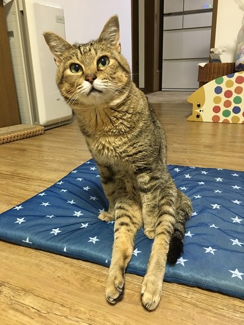 晴さんの家族として迎えられた、らい