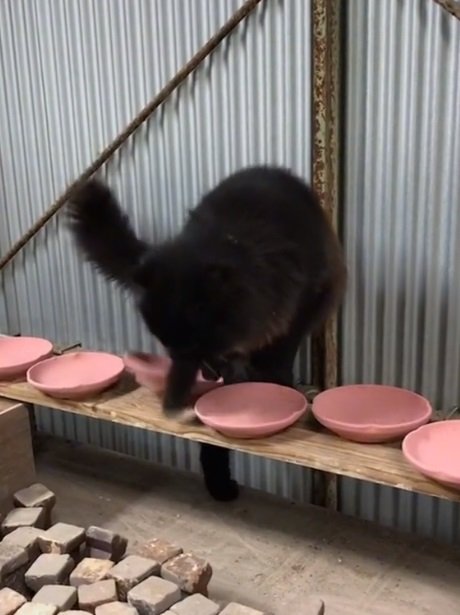 ネルソンくんもうっかり作品に足を引っかけてしまうことはあるみたい