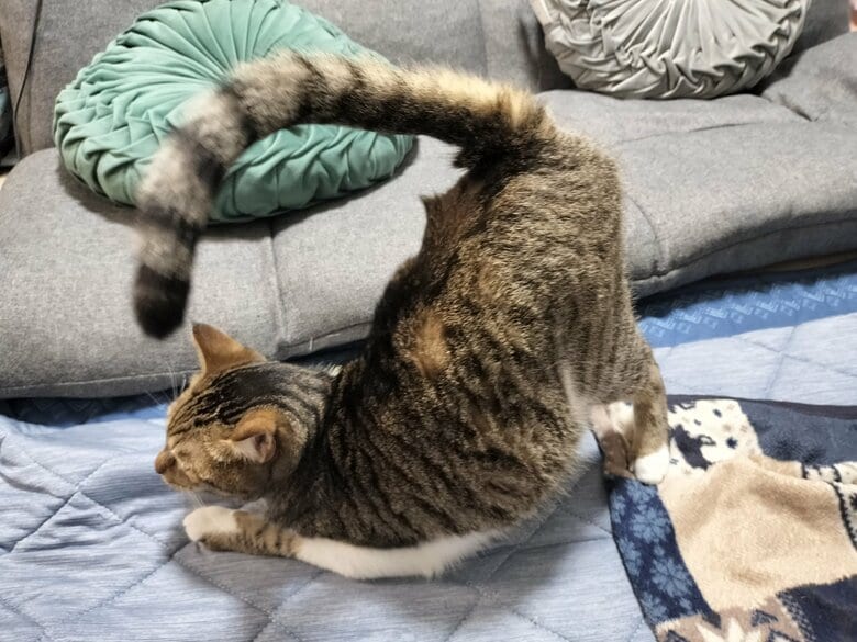 お尻をぐーんと上げている（提供：猫のテトさん）