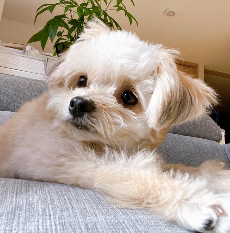 普段のきなこくん