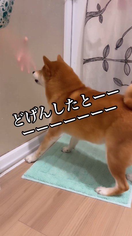 提供：柴犬けいちゃん