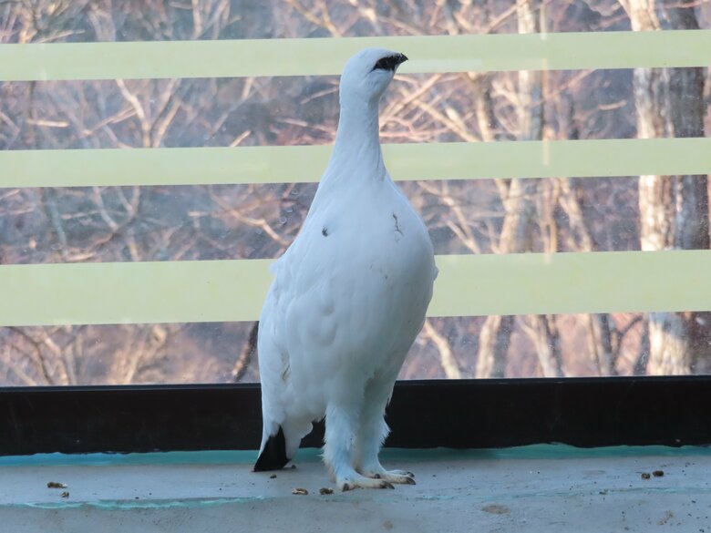 スマートなライチョウ（オス）直立（提供：市立大町山岳博物館）