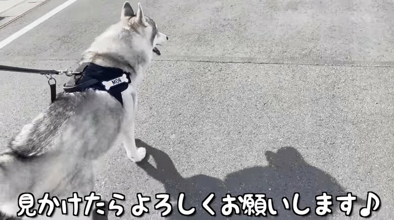 ウキウキでお散歩に行くもんちゃん