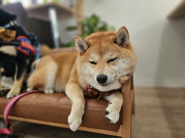 提供：kuroazu_beansさん