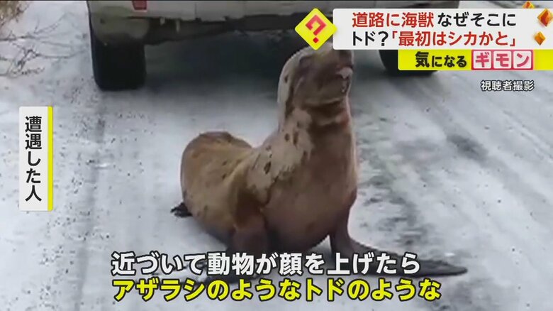 道路の真ん中で鳴き声をあげているトド