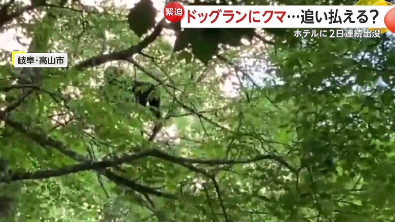 子グマは木の上で木の実などを食べ続け、夜に山に帰って行ったという