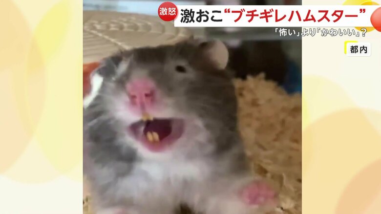 ブチギレ状態なのに、どうしても可愛くなってしまうパニャちゃん