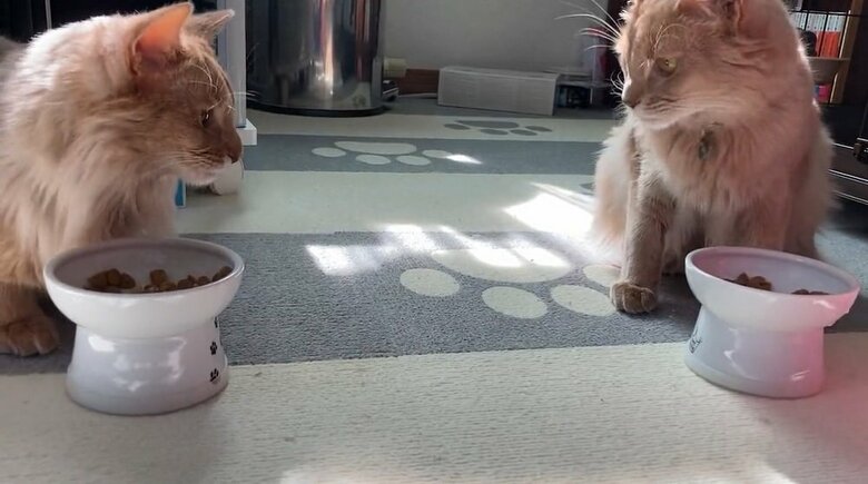 チラッと相手の様子を確認　互いに気になる？