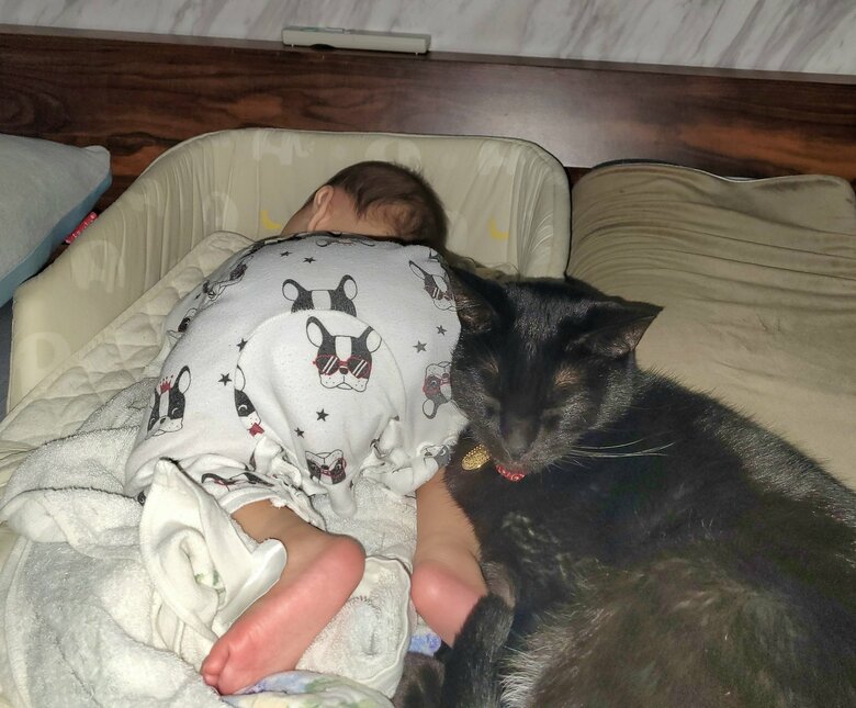 提供：仔猫を拾ったので