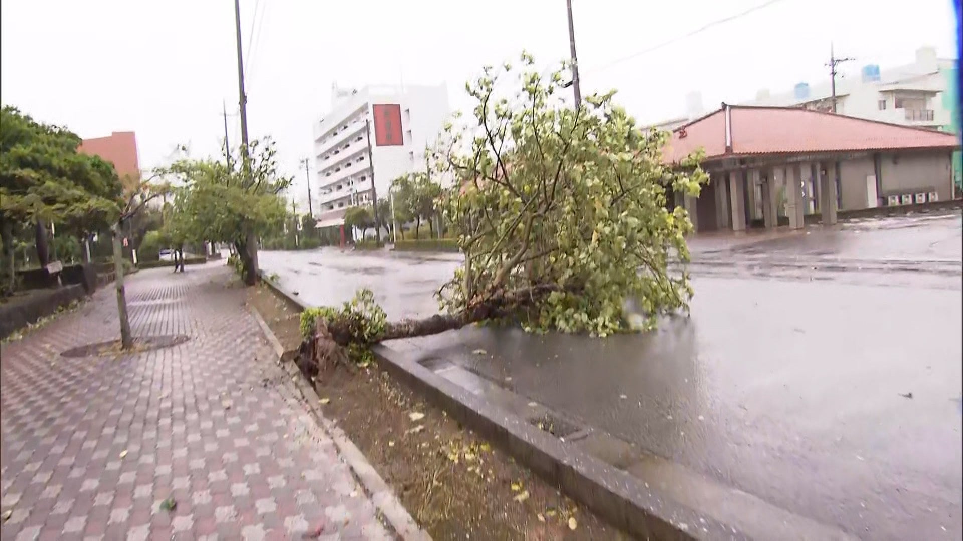 台風3号 夏休みの沖縄で猛威 街路樹折れ「立てない」強風も（FNNプライムオンライン）｜ｄメニューニュース（NTTドコモ）