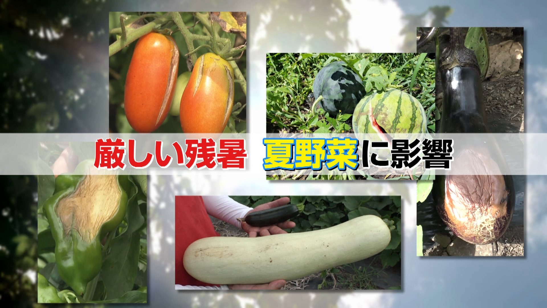 【異変】猛暑の影響で野菜ピンチ…生育不良&巨大化“お化けキュウリ” 一方で“規格外”豊作の梨農家は歓喜
