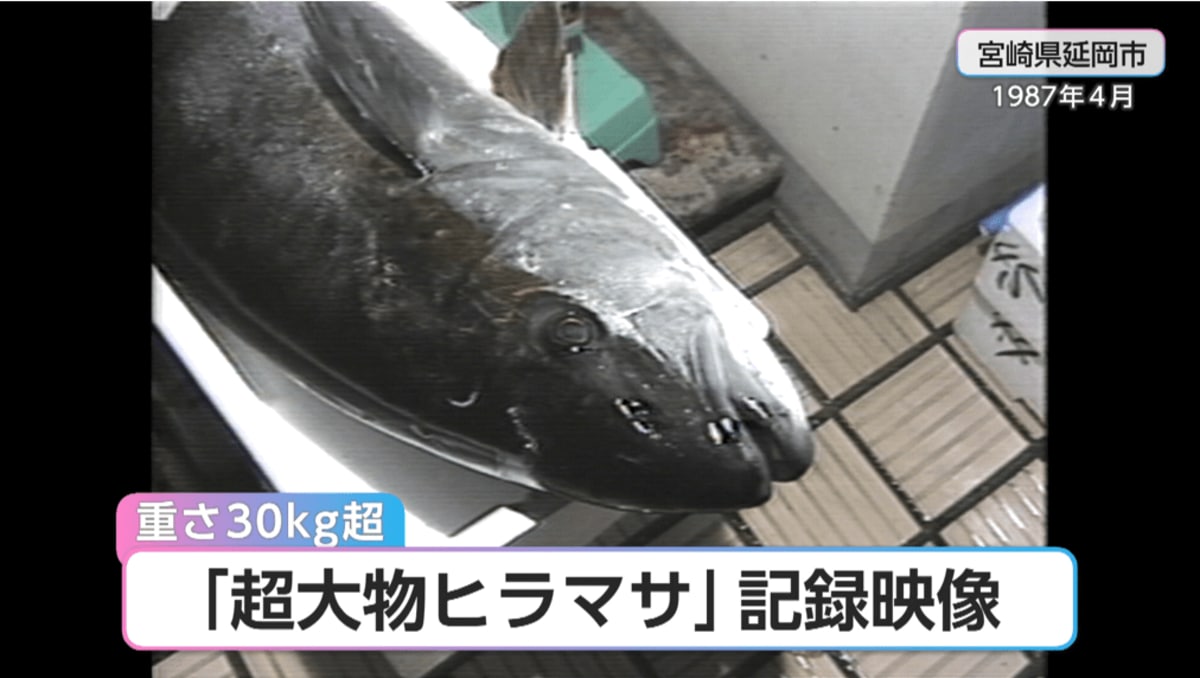 巨大魚 刺身200人分！？重さは通常の3倍！延岡・浦城沖で水揚げされた「31.5kg