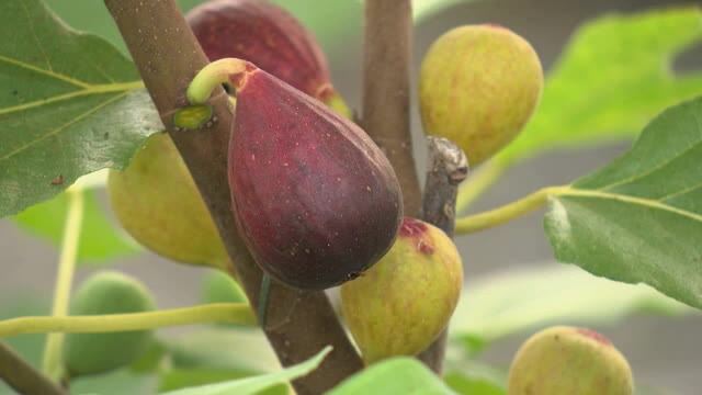 お菓子などにも使われる 小粒のイチジク 収穫時期 高岡