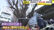 櫛田神社で「ぎなん祭」　“樹齢1000年超”の御神木に不老長寿を祈願　福岡市