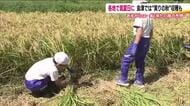 汗をかきながら“実りの秋”を体験　福島・会津若松市で小学生が稲刈りに挑戦「食べるためなら頑張れた」