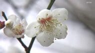 2月4日は「立春」梅の花が見頃を迎える…長崎の日中の最高気温は3月上旬並みの暖かさのところも