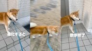 「だめだこりゃ」“拒否柴”が進化すると散歩は数秒？しれっとごまかす姿が賢い…何が嫌だったのか飼い主に聞いた