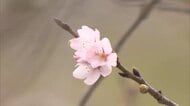 平年より1日遅い　宮崎で桜開花　気象台が発表