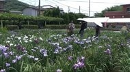 【速報】坂出市の「かわつ花菖蒲園」閉園へ…物価高など影響　３０年以上親しまれたショウブの名所【香川】