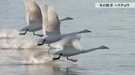 【動画あり】冬の使者、ハクチョウの一日を追う　家族の絆と3000キロの旅路