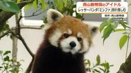 「ミンファは特別」飼育員も一目置く西山動物園の“看板娘”レッサーパンダ　ファンが別れ惜しみ献花　21日に19歳で息引き取る　福井
