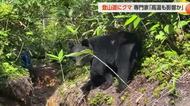 【動画あり】北アルプス登山道の「ど真ん中」でクマがエサ探し　クマの活動に変化