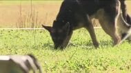 福島警察の警察犬審査会　犯人の足取り追う足跡追及や臭気選別など審査　合格した犬は12月から警察犬に
