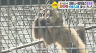 人間も仲間…獣医さんに聞く「霊長類」特徴　目が“顔の真ん前”　とても大きい“脳みそ入る部分”【愛媛発】