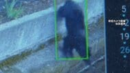 防犯カメラに映る体長1メートル超のクマ　桃を食べ、稲を倒し悠々と　富山市で注意呼びかけ
