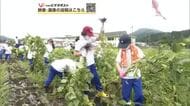 児童が軽トラック3台分のエダマメ収穫　考案したレシピでオリジナル商品作り学校で販売へ　秋田・大館市