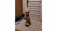 お父さんの帰りを毎日玄関で待つ柴犬がかわいい! どう察知するのか飼い主に聞いた