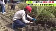 慣れない鎌を手に…愛知県西尾市で小学生が昔ながらの方法で稲刈り 5月に児童らが自ら植えた「あいちのかおり」